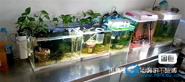 自繁自養(yǎng)孔雀魚 