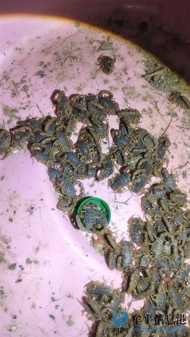 個(gè)人愛好，上山捉的蝎子，現(xiàn)有意出售